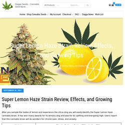 Super Lemon Haze Strain Review, Effects, and Growing Tips -