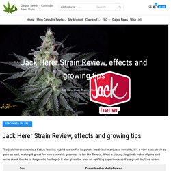 Jack Herer Strain Review, effects and growing tips -