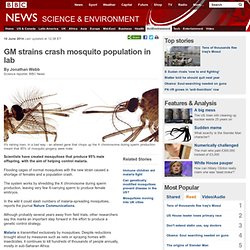 BBC 10/06/14 GM lab mosquitoes may aid malaria fight