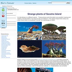 Strange plants of Socotra Island