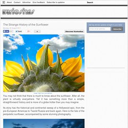 The Strange History of the Sunflower ~ Kuriositas - StumbleUpon