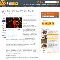 Strange New Type of Brain Cell Discovered