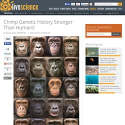 Chimp Genetic History Stranger Than Humans'