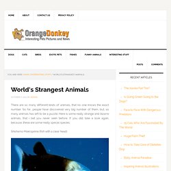 Orange Donkey – World’s Strangest Animals