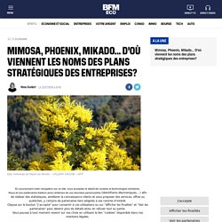mimosa-phoenix-mikado-d-ou-viennent-les-noms-des-plans-strategiques-des-entreprises_AN-202007110018