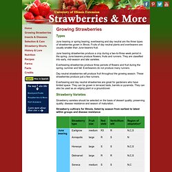 Growing Strawberries - Strawberries and More