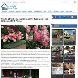 Vanilla Strawberry Hydrangeas Produce Georgeous White and Pink Flowers