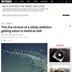 This live stream of a whale skeleton getting eaten is metal as hell