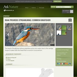 Beak provides streamlining: common kingfisher