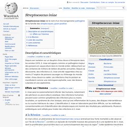 WIKIPEDIA - Streptococcus iniae.