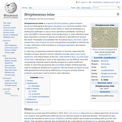 WIKIPEDIA (EN) – Streptococcus iniae.