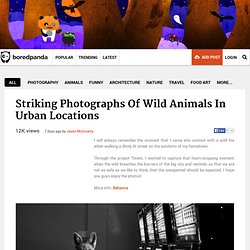 Striking Photographs Of Wild Animals In Urban Locations