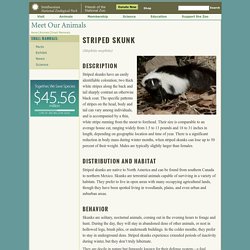Striped Skunk Factsheet