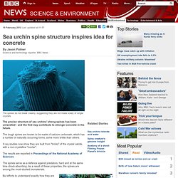 Sea urchin spine structure inspires idea for concrete