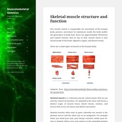Skeletal muscle structure and function – Musculoskeletal Genetics