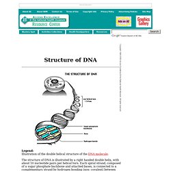 Structure of DNA