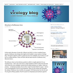 Structure of influenza virus