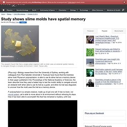 Study shows slime molds have spatial memory