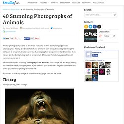 40 Stunning Photographs of Animals