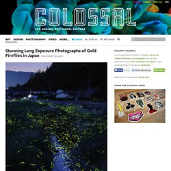 Stunning Long Exposure Photographs of Gold Fireflies in Japan