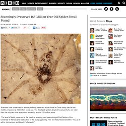 Stunningly Preserved 165-Million-Year-Old Spider Fossil Found