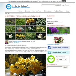 10 Daffodil for Successional Flowering