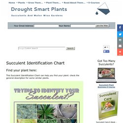 Succulent Identification Chart - find your unknown plant here