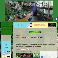 Stapélia Variegata – Succulente non enracinée – Succulent non rooted - Succulenta no enraizada