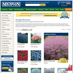 Buy Drought Resistant Plants at Michigan Bulb