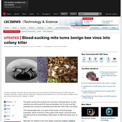Blood-sucking mite turns benign bee virus into colony killer - Technology & Science