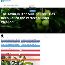 The Toxin in "the Suicide Tree" Has Been Called the Perfect Murder Weapon