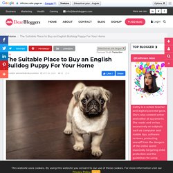 The Suitable Place to Buy an English Bulldog Puppy For Your Home
