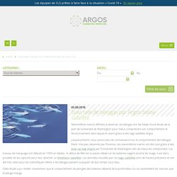 Suivi rare de bélugas par Argos balise satellite - Argos