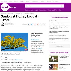 Sunburst Honey Locust Trees - Thornless and Podless