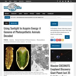 Using Sunlight to Acquire Energy: A Genome of Photosynthetic Animals Decoded