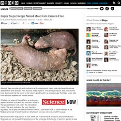 Super Sugar Keeps Naked Mole Rats Cancer-Free