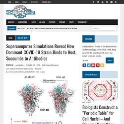 Supercomputer Simulations Reveal How Dominant COVID-19 Strain Binds to Host, Succumbs to Antibodies