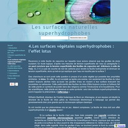 4.Les surfaces végétales superhydrophobes : l’effet lotus - Les surfaces naturelles superhydrophobes