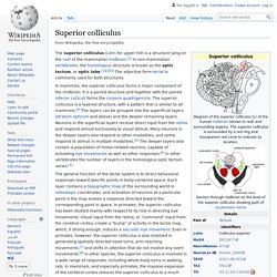 Superior colliculus - Wikipedia
