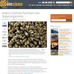 Insect Colonies Function Like Superorganisms