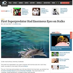 First Superpredator Had Enormous Eyes on Stalks