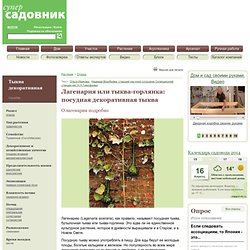 Лагенария или тыква-горлянка: посудная декоративная тыква. Тыква декоративная: посадка, размножение, уход, сорта, болезни и вредители – каталог растений с фото на Supersadovnik.ru