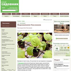 Выращивание баклажана. Баклажан: посадка, размножение, уход, сорта, болезни и вредители – каталог растений с фото на Supersadovnik.ru