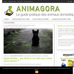 Superstitions : que faire si un chat noir croise votre chemin ?