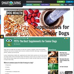 PETS: Naturally Boost Your Senior Dog's Energy