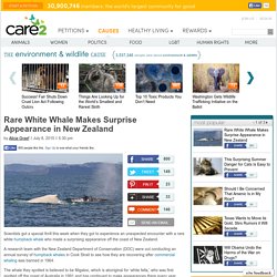 Rare White Whale Makes Surprise Appearance in New Zealand
