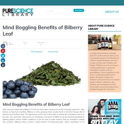 Health Benefits of Bilberry Leaf