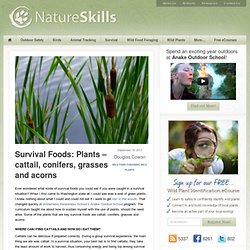 Survival Foods: Cattail, Conifers, Grasses & Acorns
