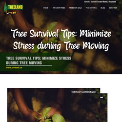 Tree Survival Tips: Minimize Stress during Tree Moving