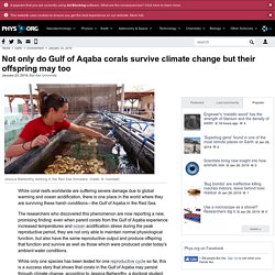 Not only do Gulf of Aqaba corals survive climate change but their offspring may too